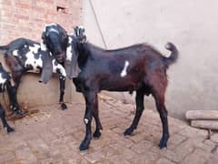 gote