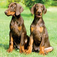 Doberman Puppies / Doberman Pupps Available