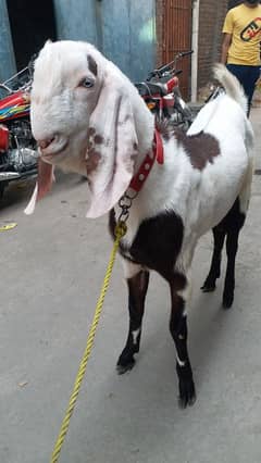 Rajan puri ablak bakra 2 dant