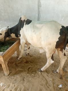 Bachra for sale