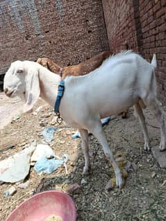 قربانی