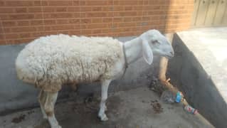 sheep