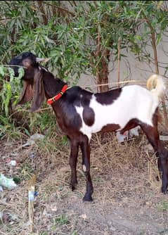 Kamori do dant khobsurat Bakra