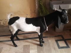 Bakra 2Dant Ready for Qurbani2025