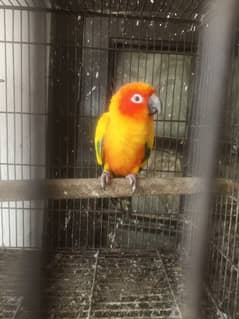 Suncnore Male and love birds