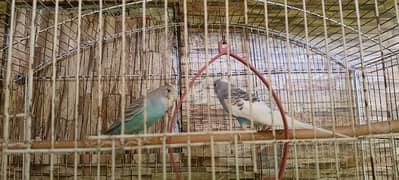 Australian Parrot Pair Budgie Breeder