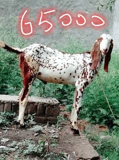 Qurbani