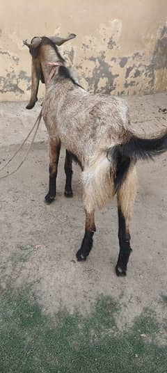 bakra
