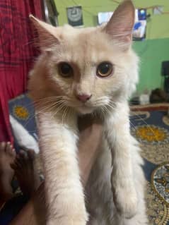 For Sale