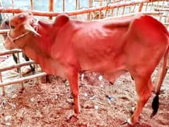Qurbani Cows For sale in Reasonable price