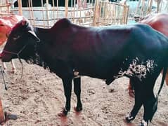 Qurbani Cows For sale in Reasonable price