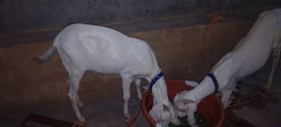 Goat for sale