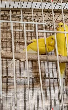 Australian Parrot Red Eyes Pair Budgie Breeder