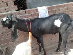 Bakra