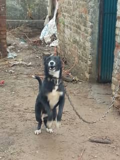 Alabai and kenghal shepherd and afghan khuchi mix of this baby boy