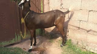 | goat بکری قربانی کےلیۓ براۓ فروخت