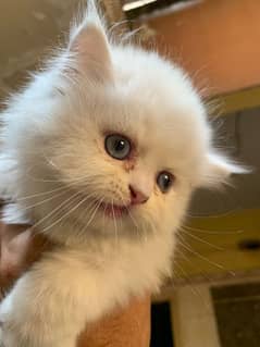 persian cats