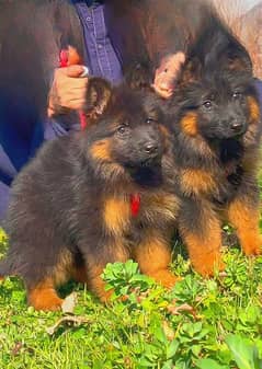 German shepherd puppies My WhatsApp No 0323<871>41×35