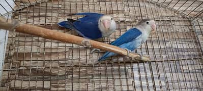 Blue Fisher Split Pair For Sale