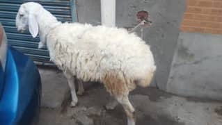 sheep