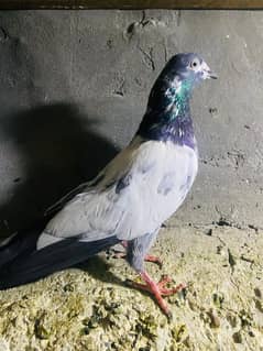 pigion