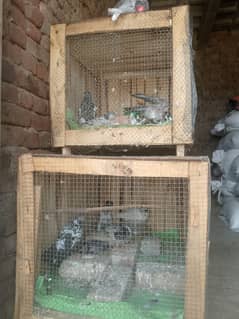 Pigeon