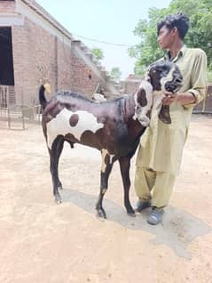 bakra for sale