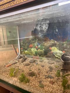 Large Fish Aquarium showcase