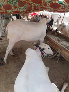 Cow for sale