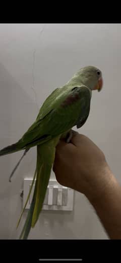 Raw parrot handtame
