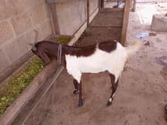 qurbani