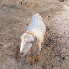 Qurbani bkry for sale