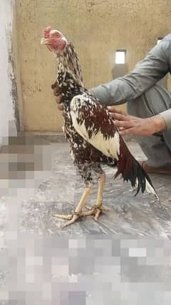 Aseel Cheena | Aseel | King Size | Aseel Murgha