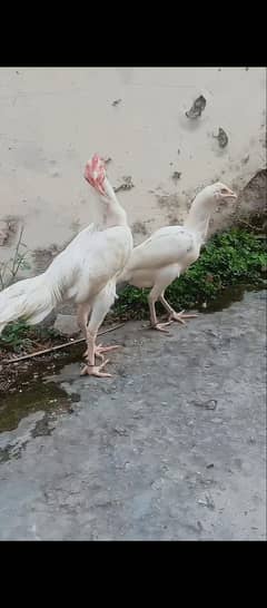 Heera pair