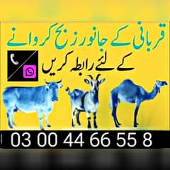 Qasai