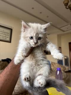 Persian