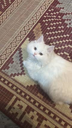 Persian tripple coat with furr male cat