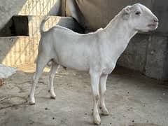 Chakki