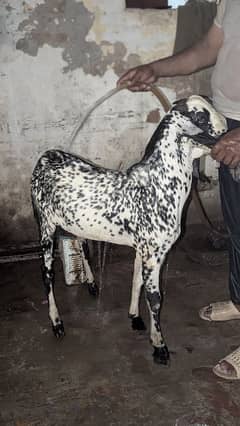 Makhi CHEENA 03025401519 urgent Sale