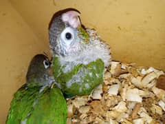 green chik cgreen chik  factor chiks for sale healthy and active