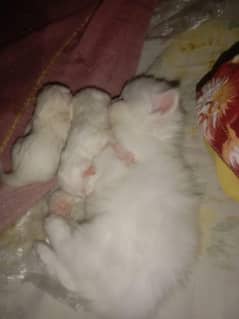 Persinan Kittens | 5 Kitten |