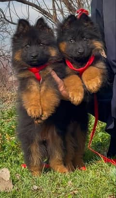 German shepherd puppies My WhatsApp No 0323<871>41×35
