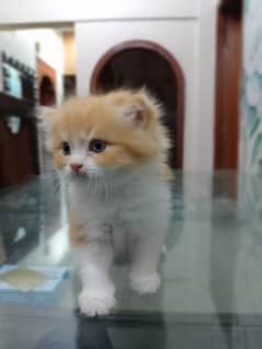 Persian