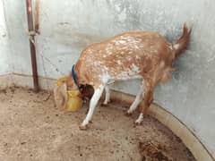 Bakri 2 Dant