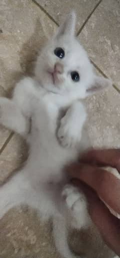 Persian cats for sale