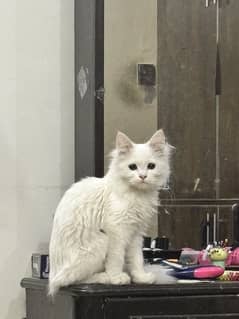 Persian white male
