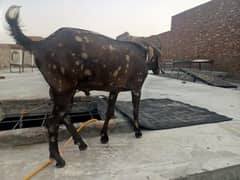shera print male bakra Qurbani. 2025