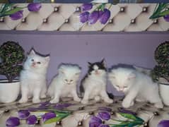 Persian