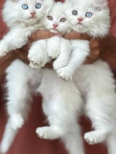 Persian cat triple coat