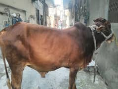 Qurbani Goat | Cow | Sheep | bakra / بکرا / desi cow